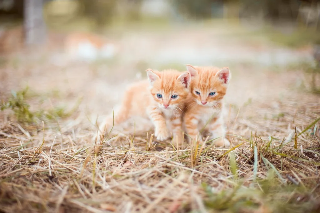 Kitten 4018756 1920
